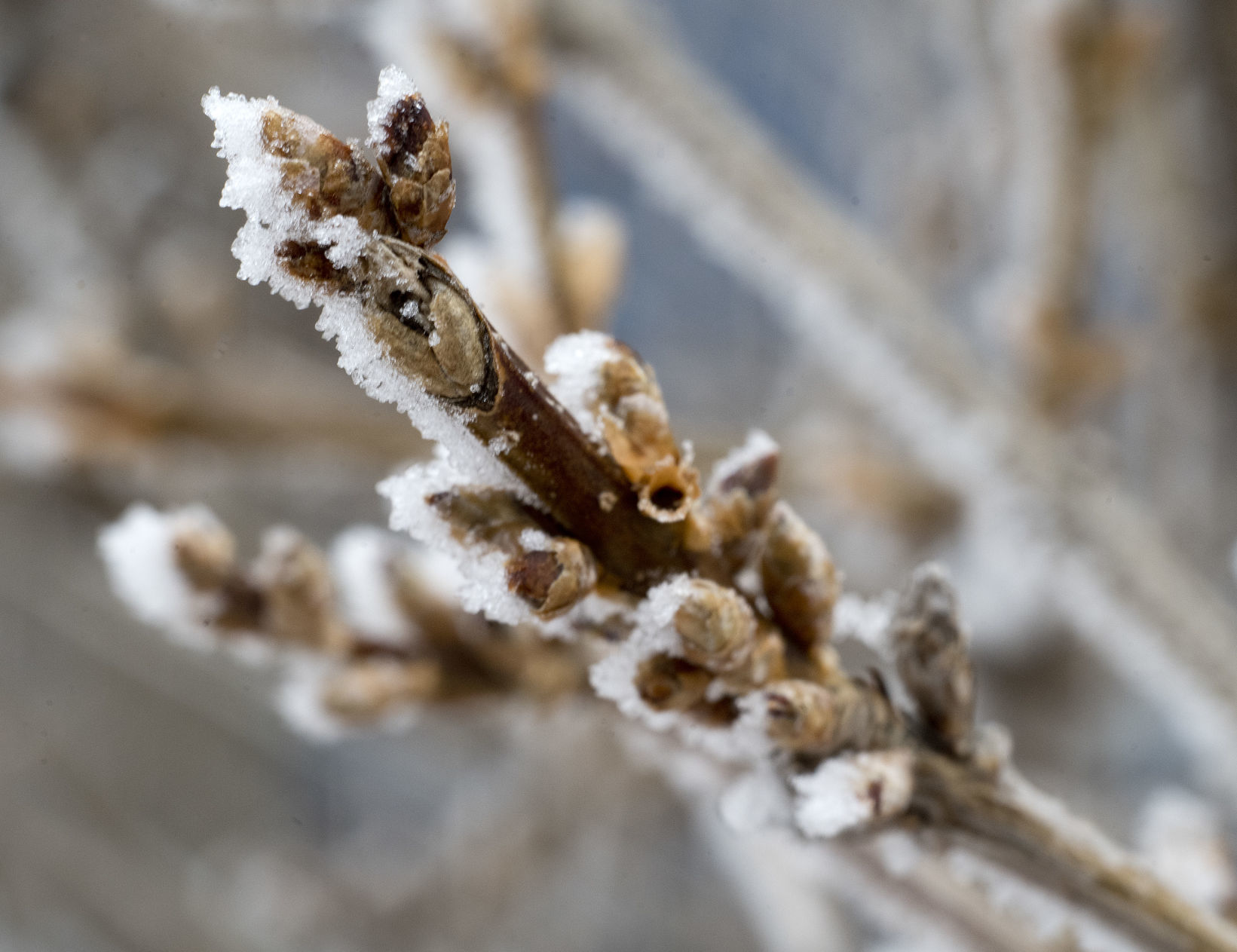 Frosty shrubbery